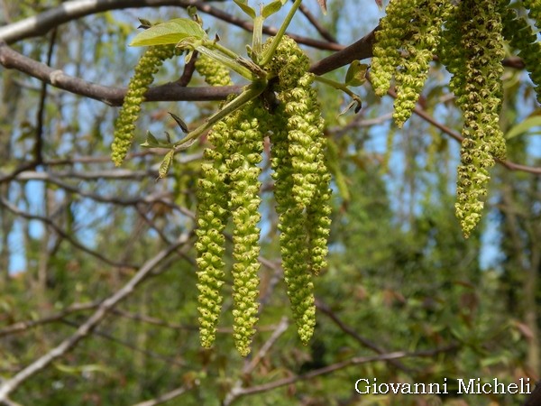Juglans regia / Noce